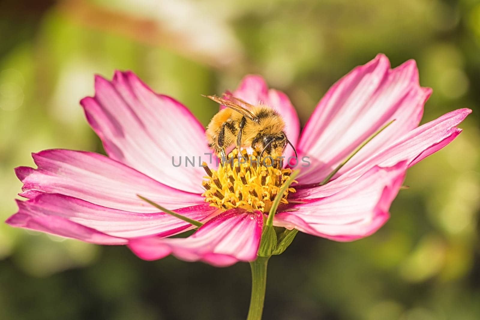 Macro of a bee collecting pollen from a pink flower.