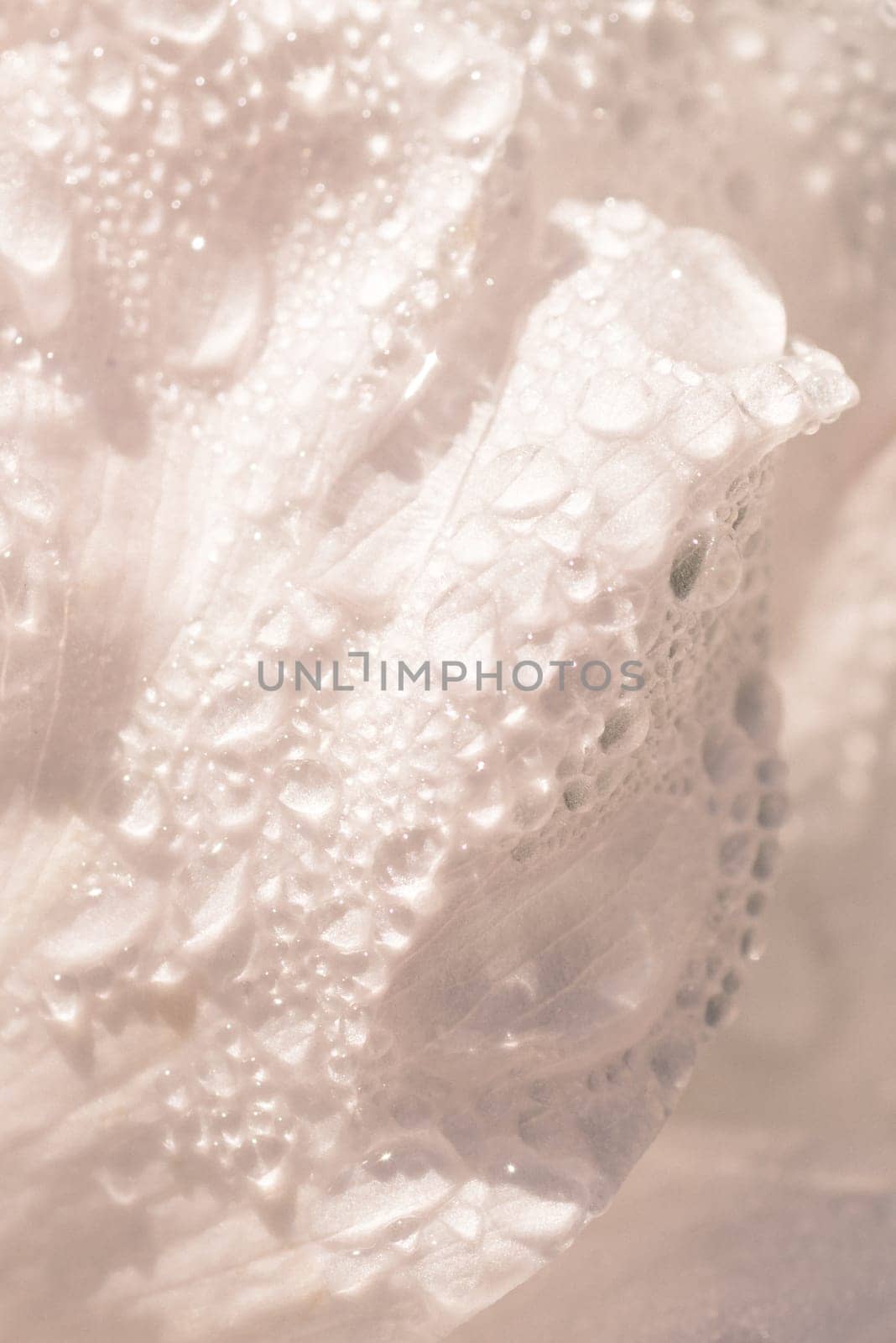 Macro of rain droplets on a creamy white petal.