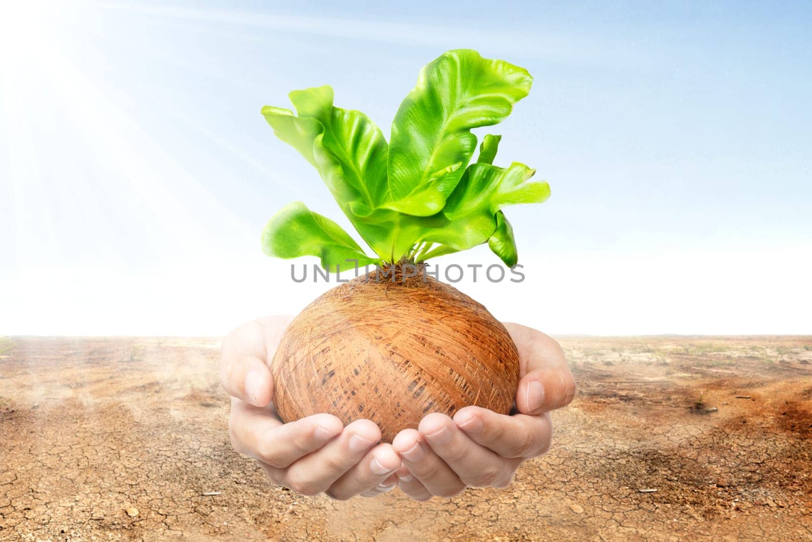 Human hands holding young green plant in the pots with cracked field and sunlight over blue sky background. Earth day concept