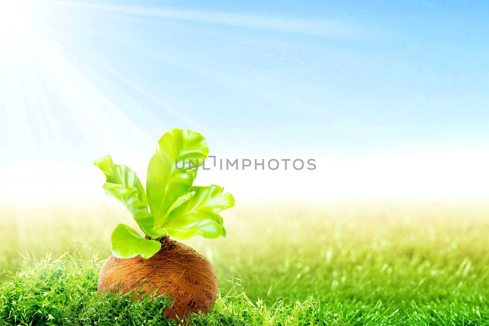 Young plant with green leaves in the pots on the green grass field and sunlight over blue sky background. Earth day concept