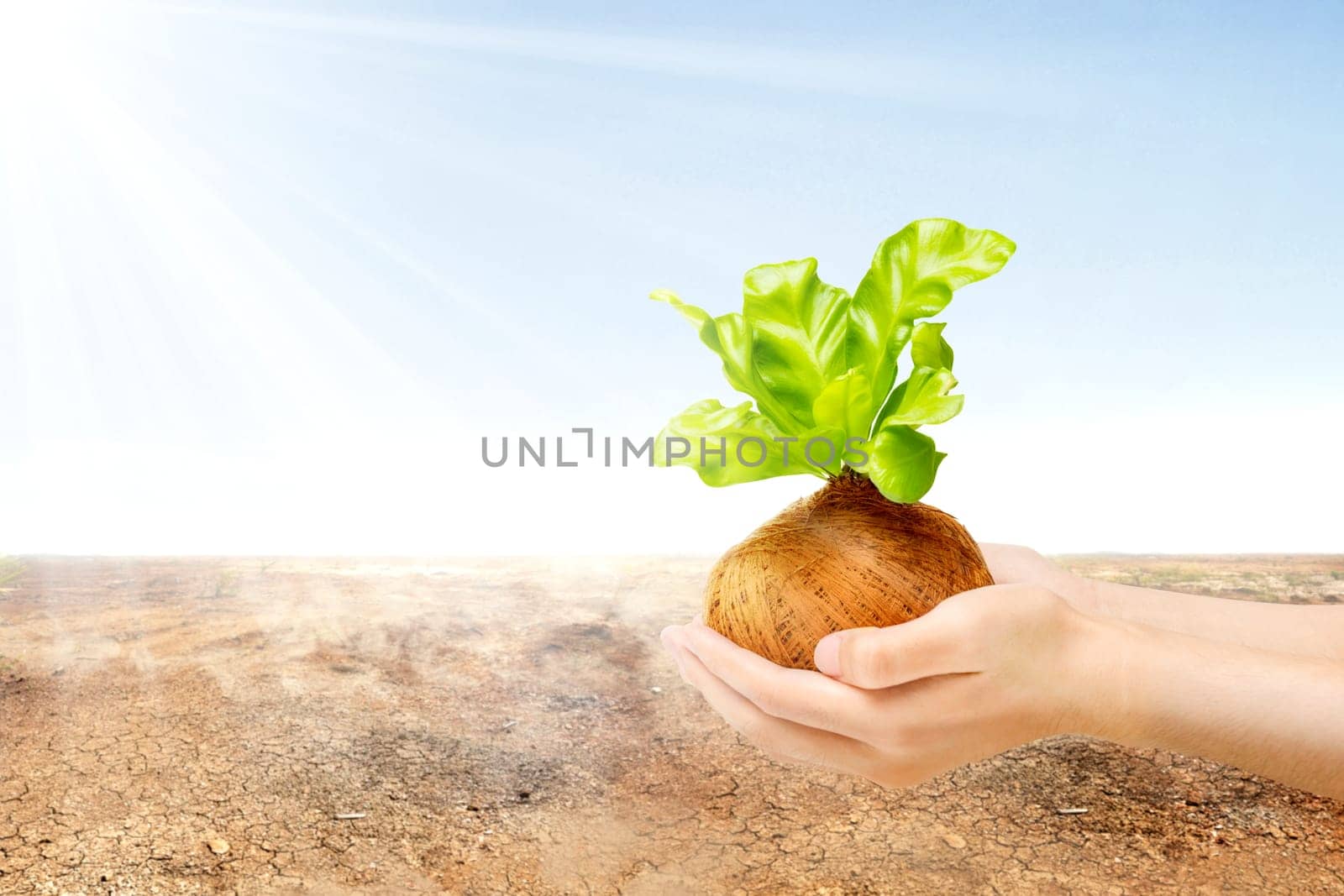 Human hands holding young green plant in the pots with cracked field and sunlight over blue sky background. Earth day concept