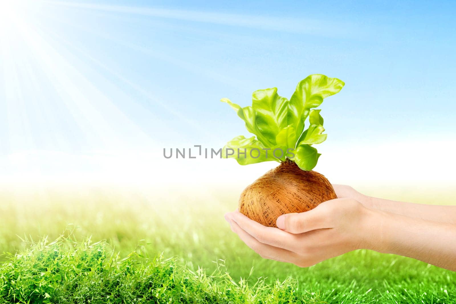 Human hands holding young green plant in the pots with green grass field and sunlight over blue sky background. Earth day concept