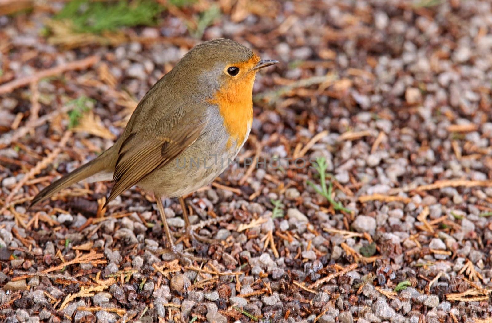 Robins in the Schlosspark Karlsruhe March 2019