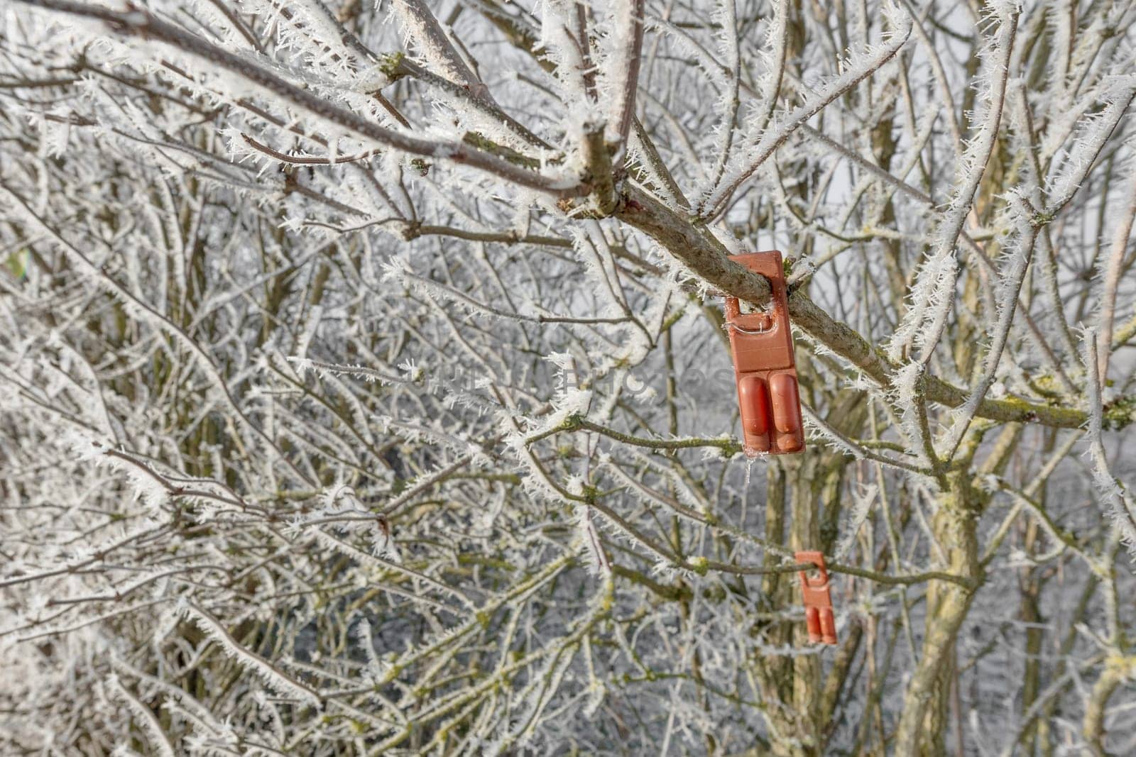 Plastic device containing pheromones as an insecticide replacement against the vine moth hang in an icy shrub with copyspace.