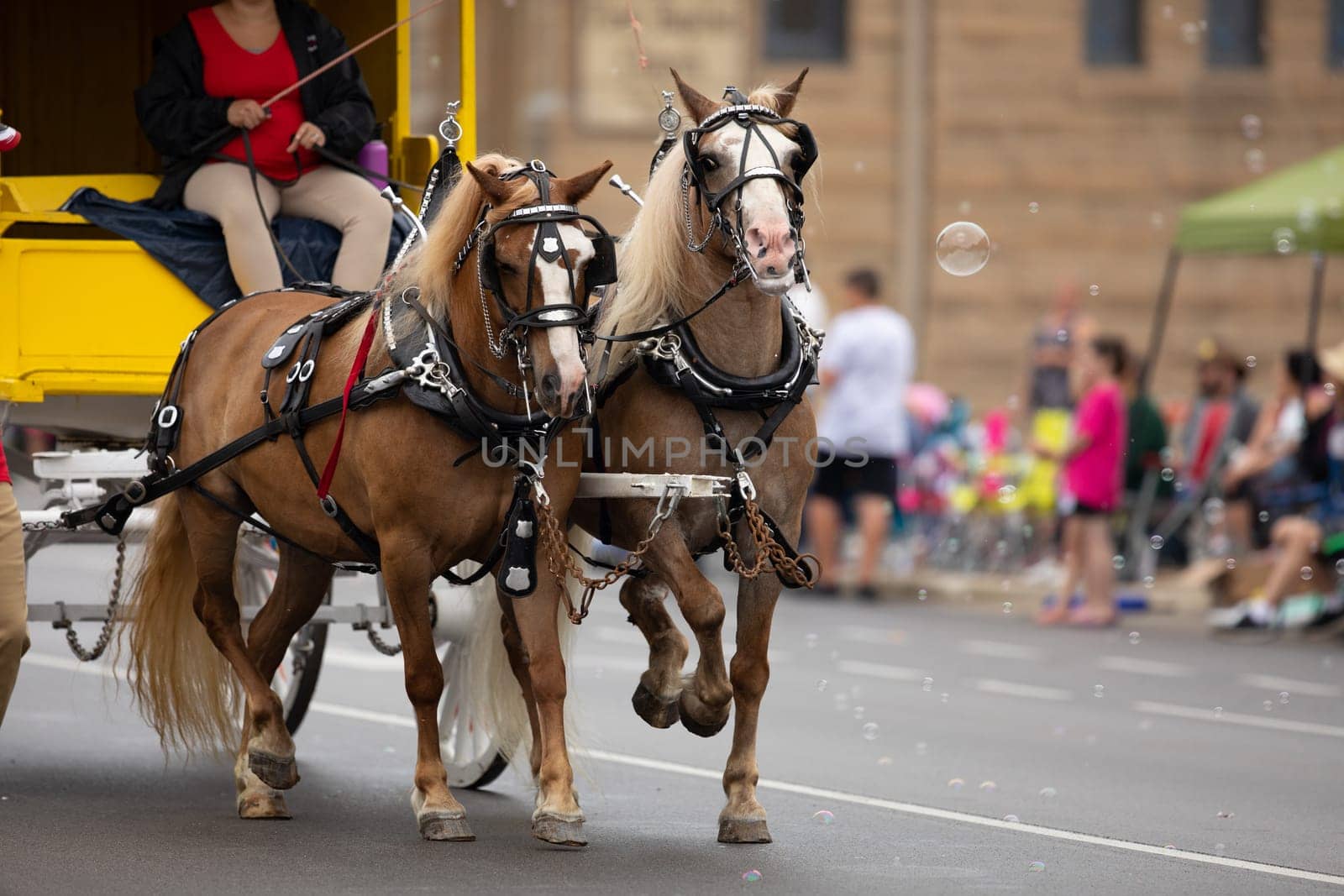 Peru, Indiana, USA - July 21, 2018 Two horses pulling a Circus wagon at the Circus City Festival Parade