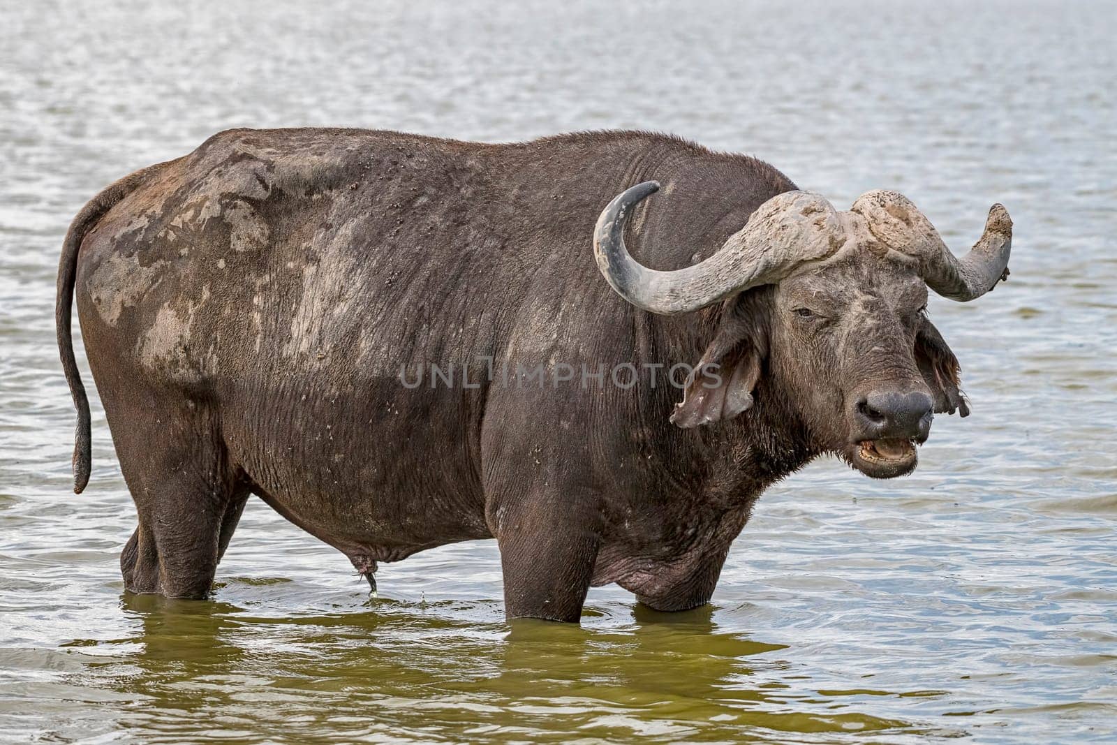 African buffalo,Cape buffalo (Syncerus caffer),Amboseli National Park,Kenya