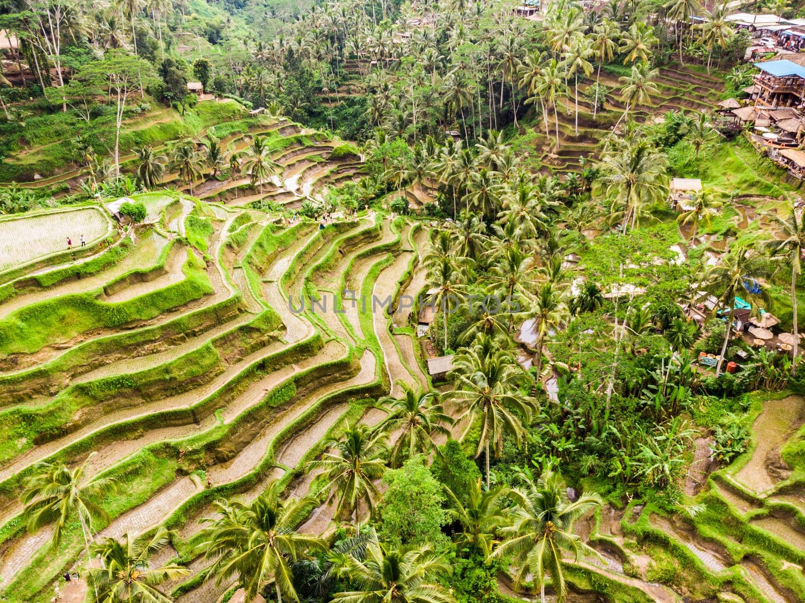 Drone view of Tegalalang rice terrace in Bali, Indonesia, with palm trees and paths for touristr to walk around plantations.