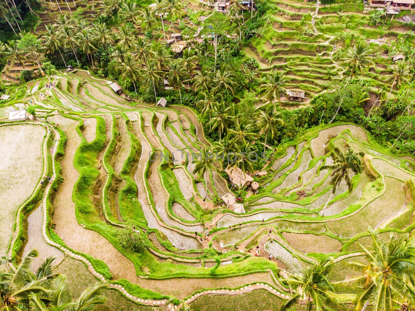 Drone view of Tegalalang rice terrace in Bali, Indonesia, with palm trees and paths for touristr to walk around plantations.
