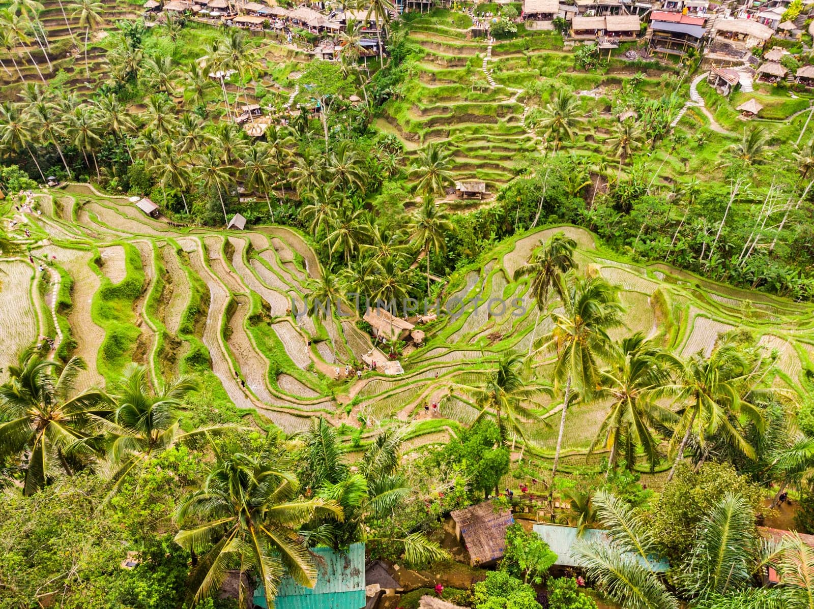 Drone view of Tegalalang rice terrace in Bali, Indonesia, with palm trees and paths for touristr to walk around plantations. Tegalalang village can be seen on top.