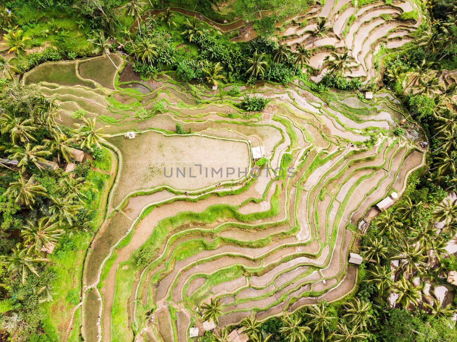 Drone view of Tegalalang rice terrace in Bali, Indonesia, with palm trees and paths for touristr to walk around plantations.