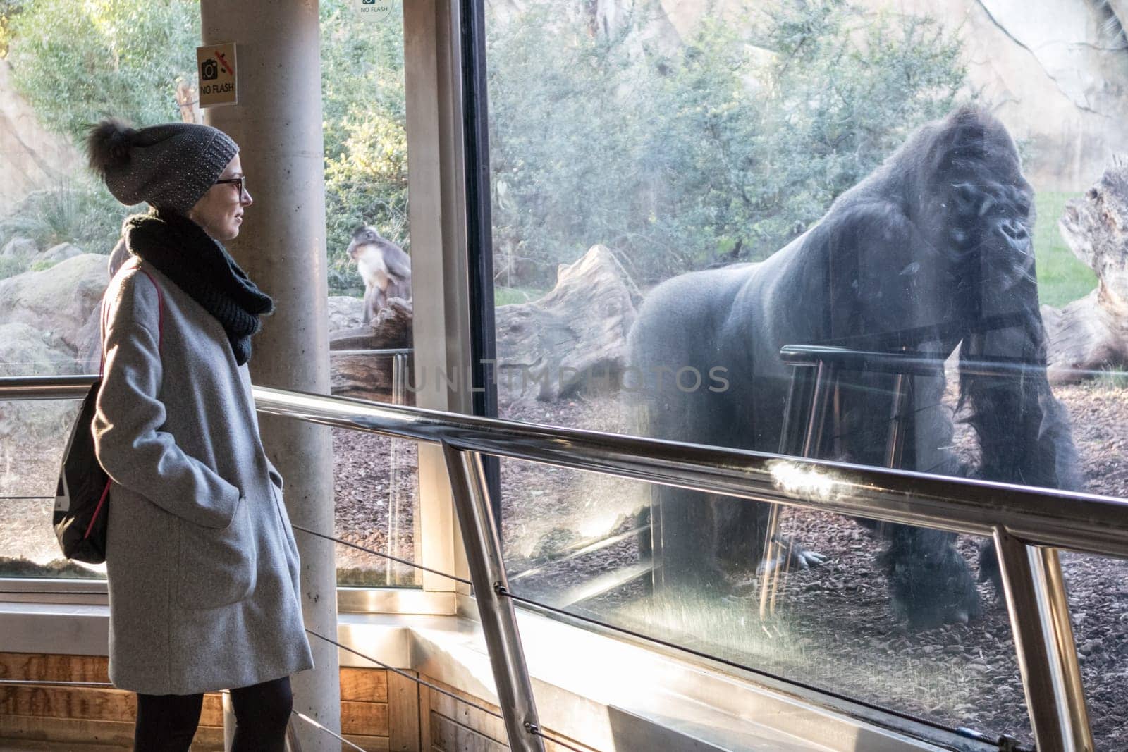 Woman watching huge silverback gorilla male behind glass in Biopark zoo in Valencia, Spain.