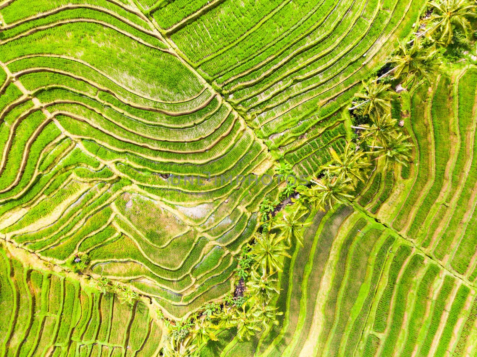 Drone view of Jatiluwih rice terraces and plantation in Bali, Indonesia, with palm trees and paths to walk around.