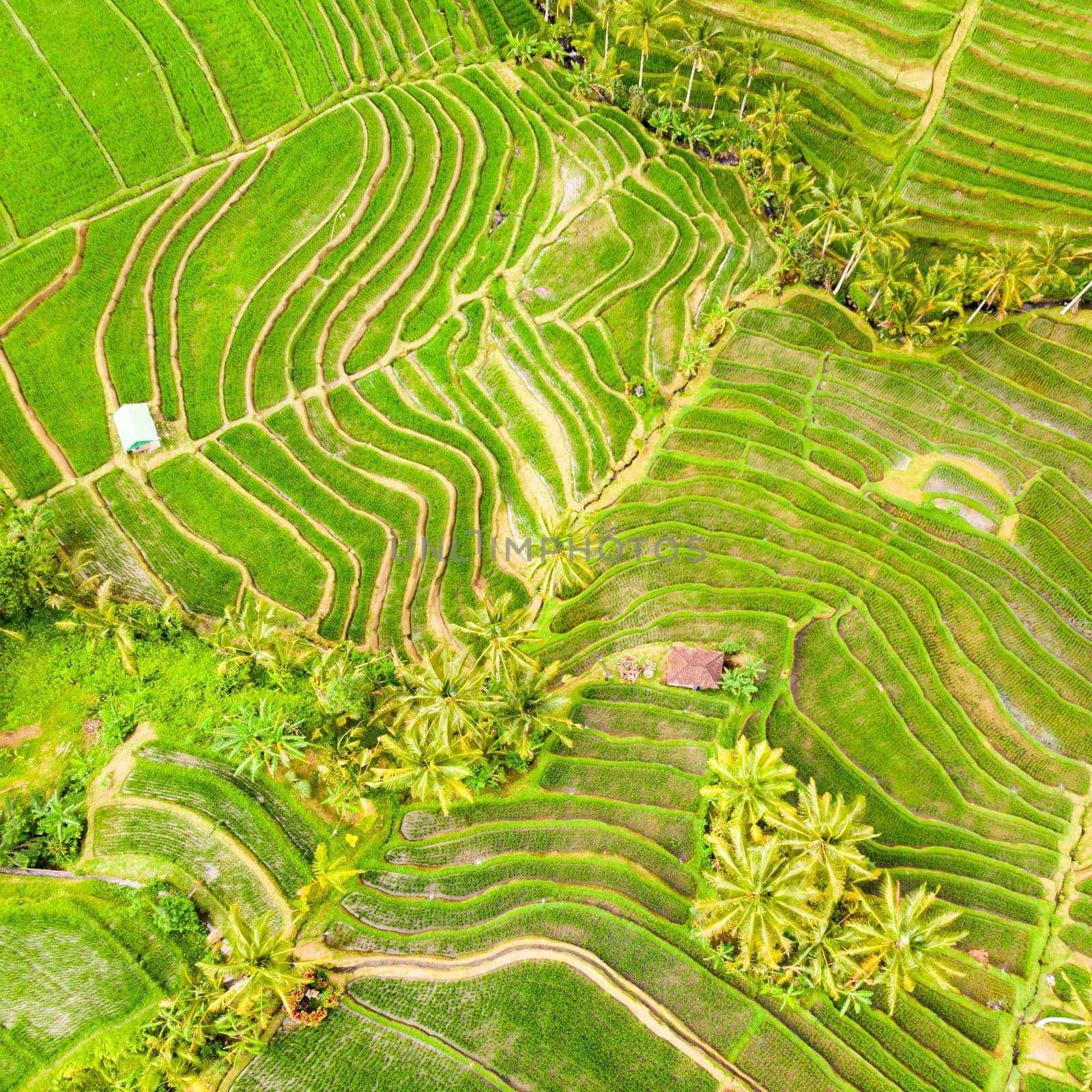 Drone view of Jatiluwih rice terraces and plantation in Bali, Indonesia, with palm trees and paths to walk around.