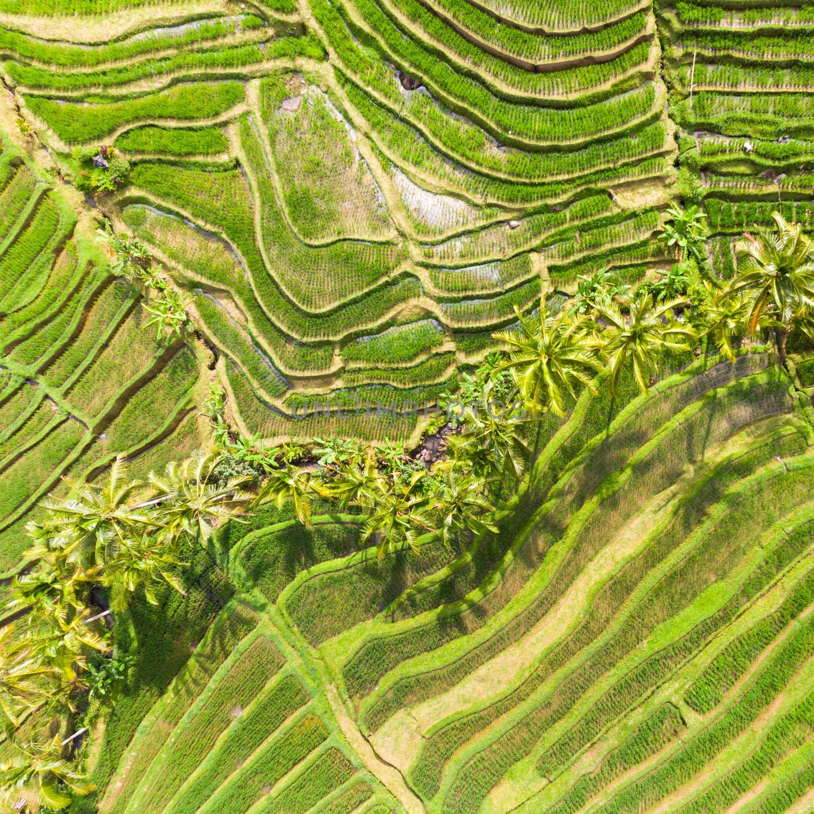 Drone view of Jatiluwih rice terraces and plantation in Bali, Indonesia, with palm trees and paths to walk around.