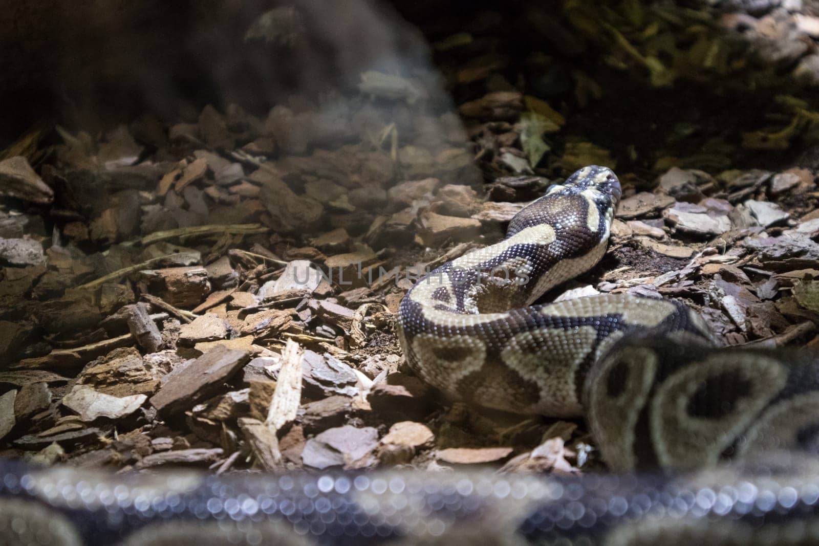 The ball python, Python regius, also known as the royal python.