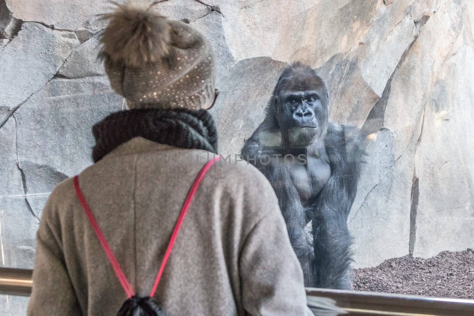 Woman watching huge silverback gorilla male behind glass in zoo. Gorilla staring at female zoo visitor in Biopark in Valencia, Spain.