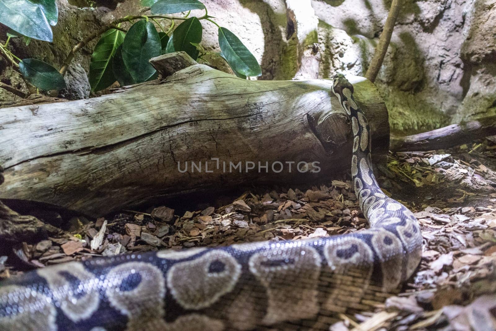The ball python, Python regius, also known as the royal python.