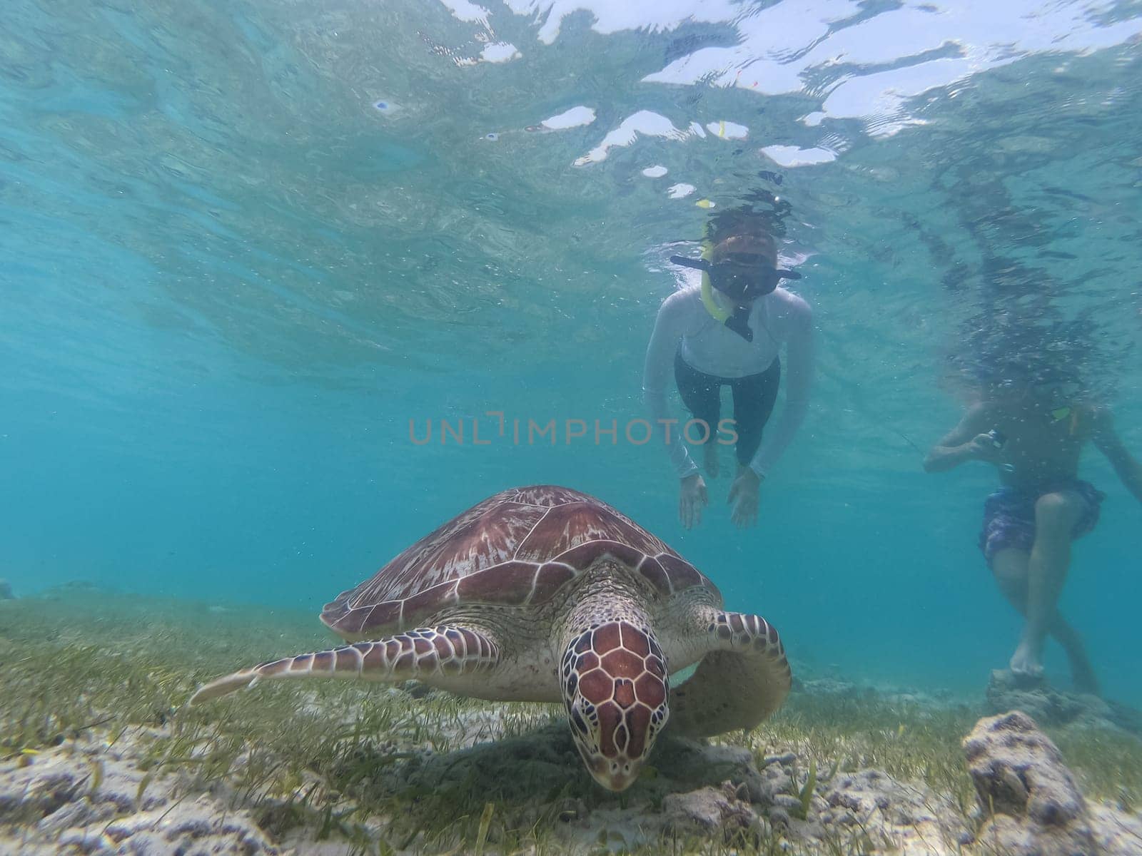 Snokelers swimming with sea turtle in turquoise blue water of Gili islands, Indonesia. Underwater photo. Hawksbill sea turtle, Eretmochelys imbricata is endangered species.
