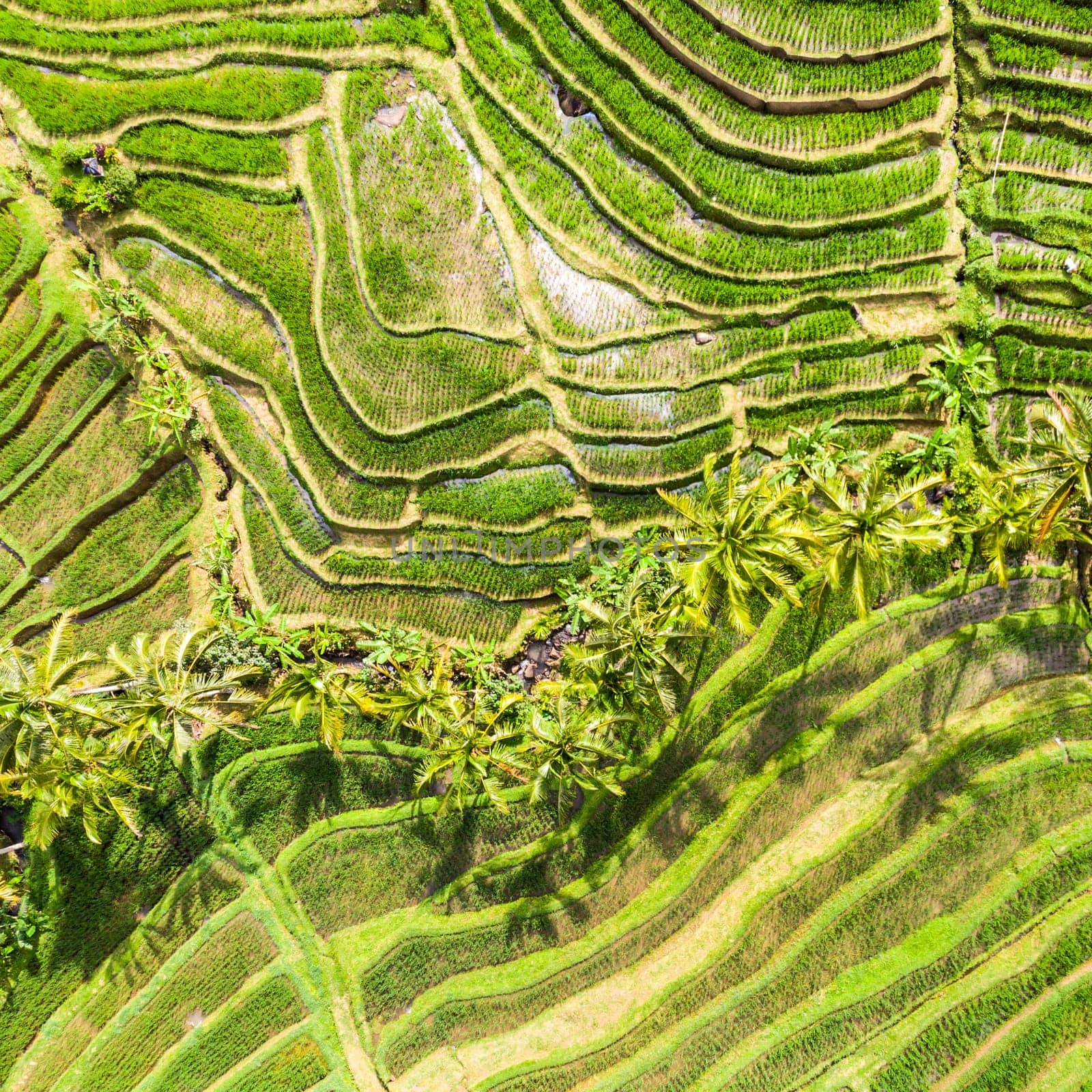 Drone view of Jatiluwih rice terraces and plantation in Bali, Indonesia, with palm trees and paths to walk around.