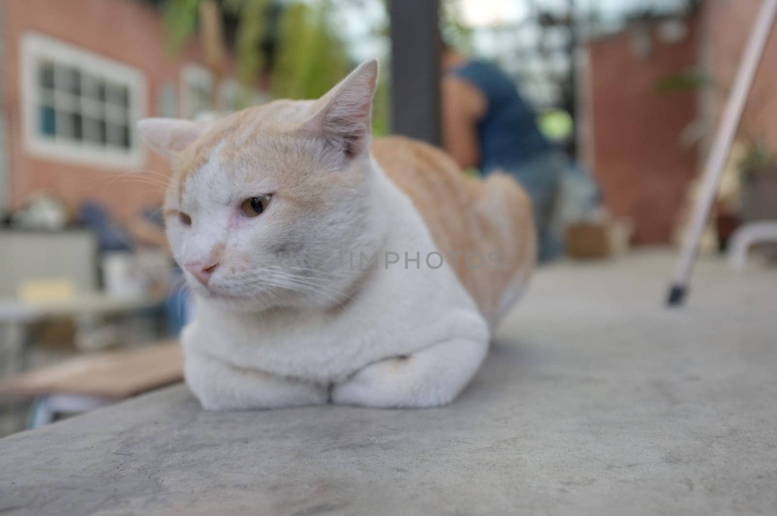 Cute sleeping  cat on floor concept of calm and cozy comfort of pet
