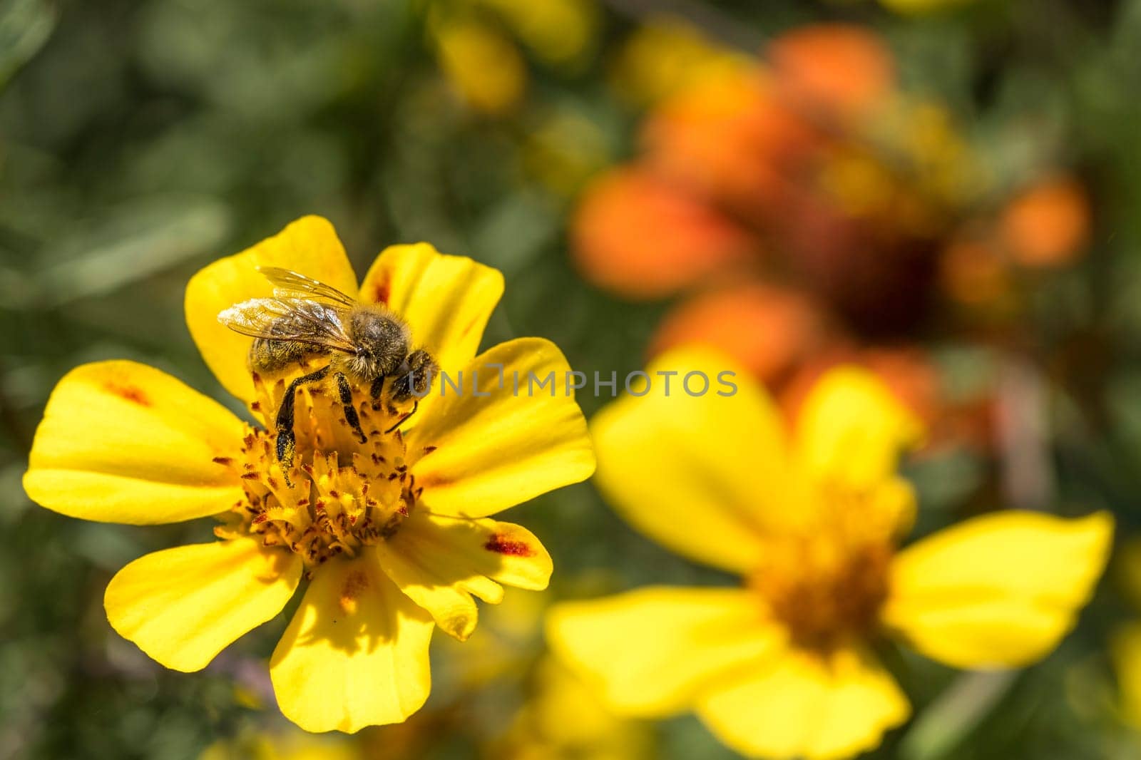 Soft-drawn honeybee on a yellow blossom against blurred green background with copy space