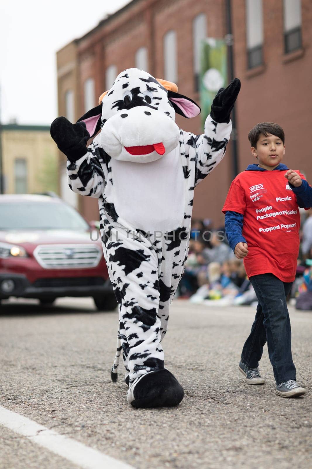 Holland, Michigan, USA - May 12, 2018 Person wearing a cow outfit walking down the road at the Muziek Parade, during the Tulip Time Festival
