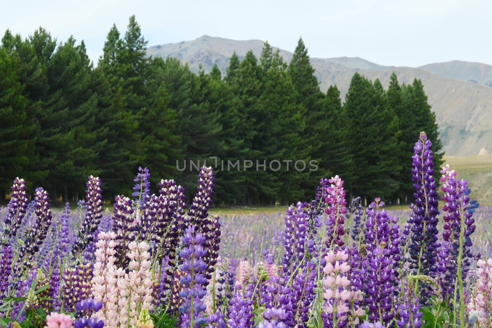 Close up of field of colorful mountain lupins of various colors, with trees and hills in background