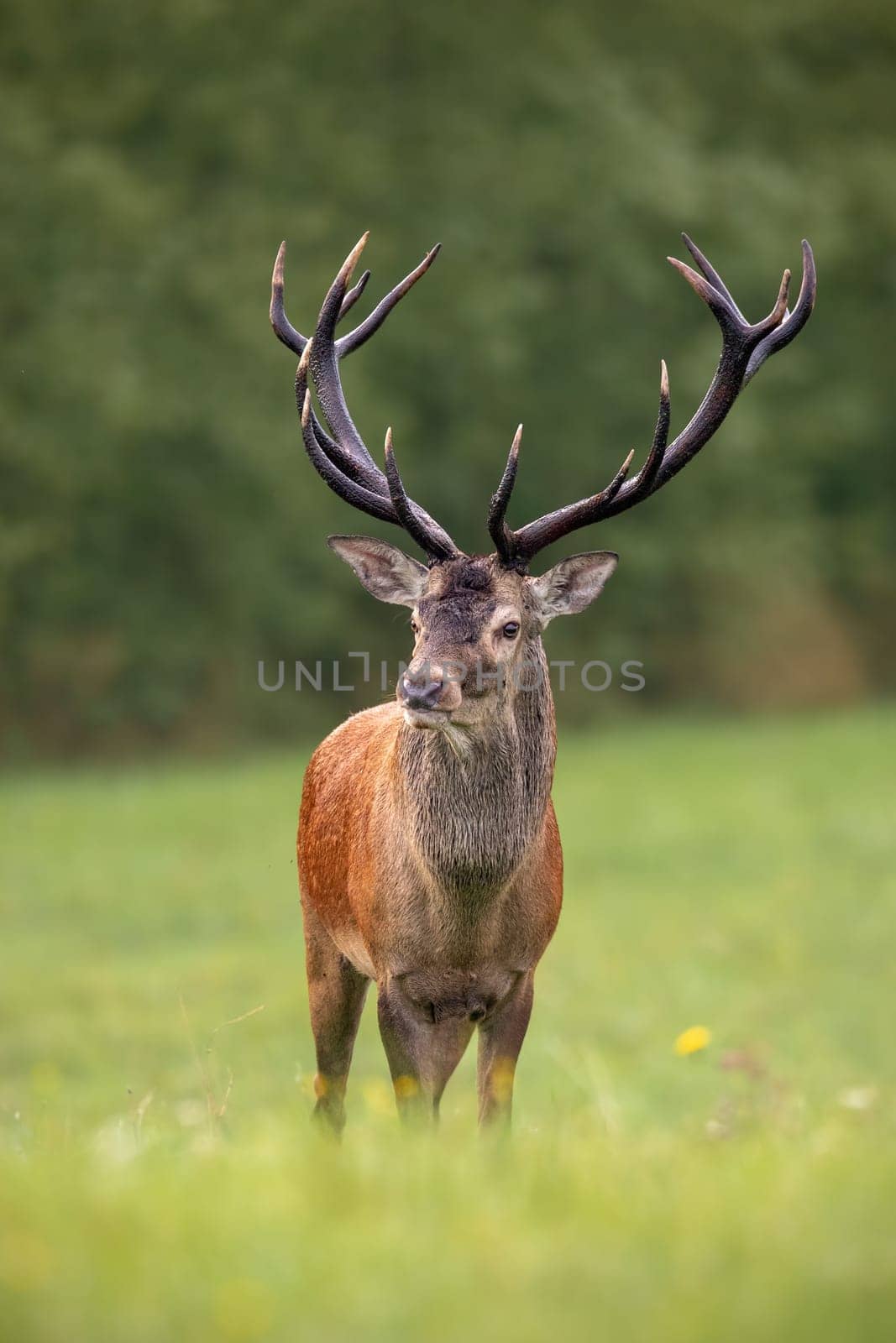 Close-up of a red deer, cervus elaphus, stag in summer with big antlers faced to camera with blurred background