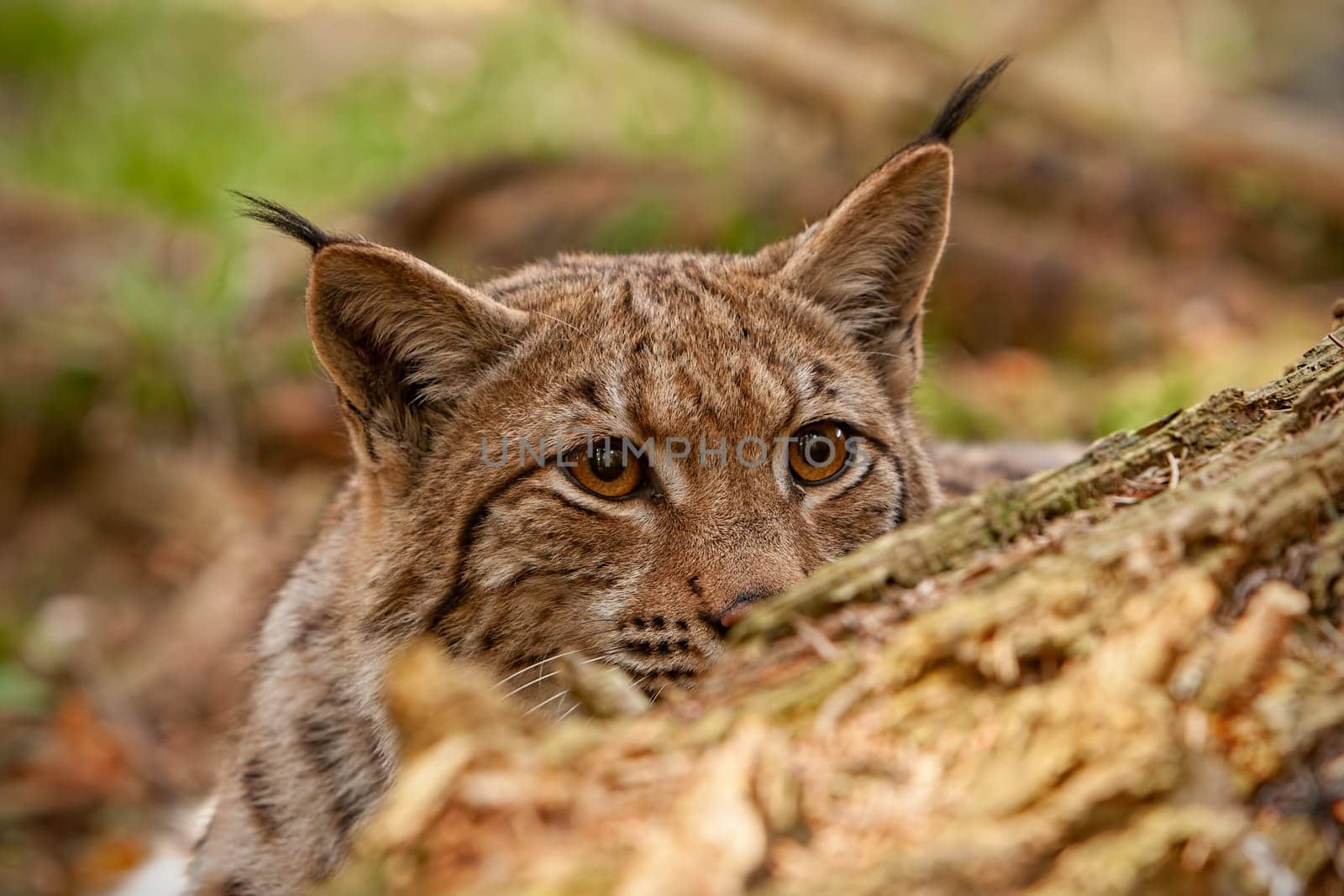 Eurasian lynx. lynx lynx, hidden behind fallen tree peeking out. Endangered wild predator with stealthy look. Animal on a hunt.