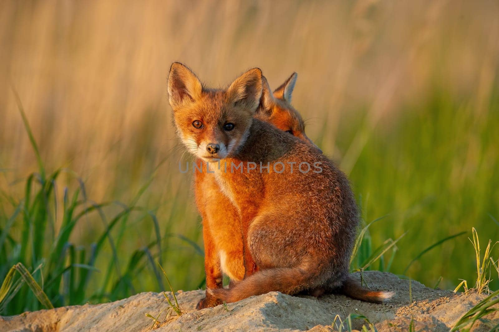Two red fox, vulpes vulpes, little cubs sitting near burrow.