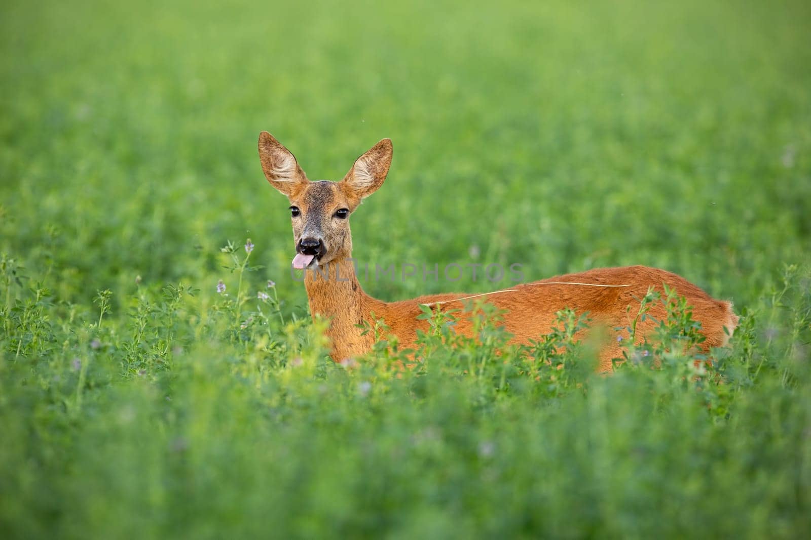 Roe deer, capreolus capreolus, doe standing out on clover field in summer. Wild hind hidden in high grass.
