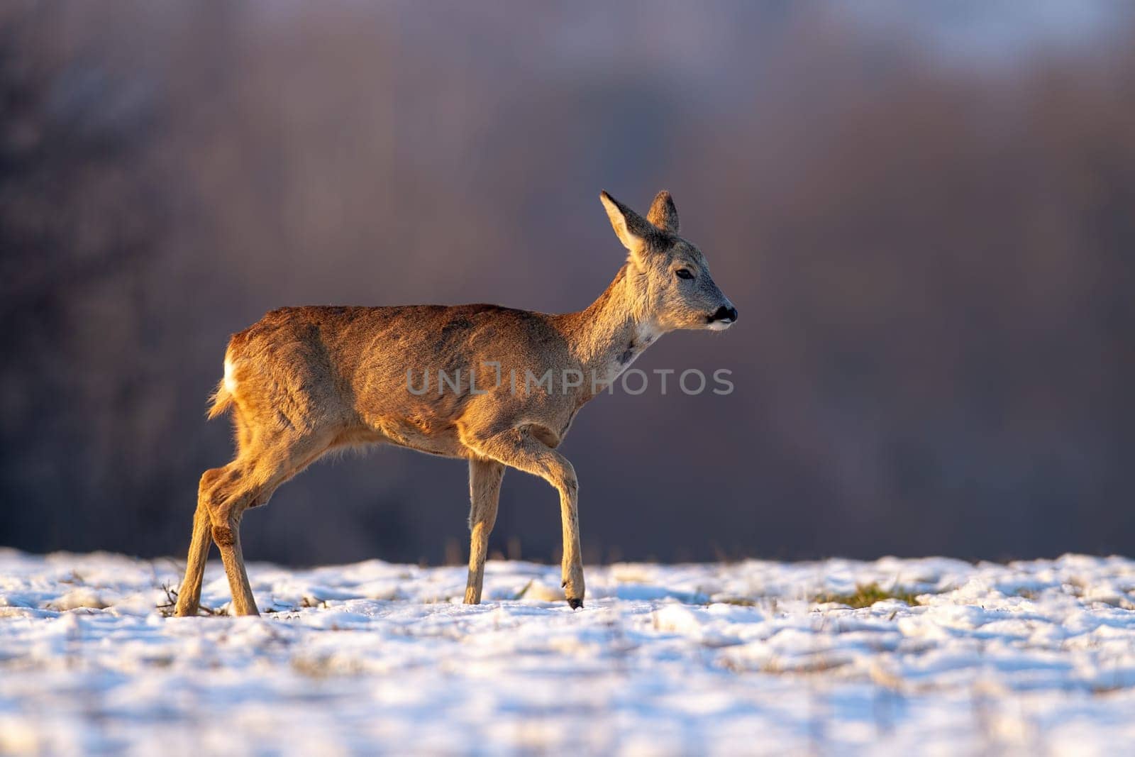 Young roe deer, capreolus capreolus, buck in winter walking on snow. Wild animal in nature during wintertime searching for food. Mammal in cold weather at sunset.