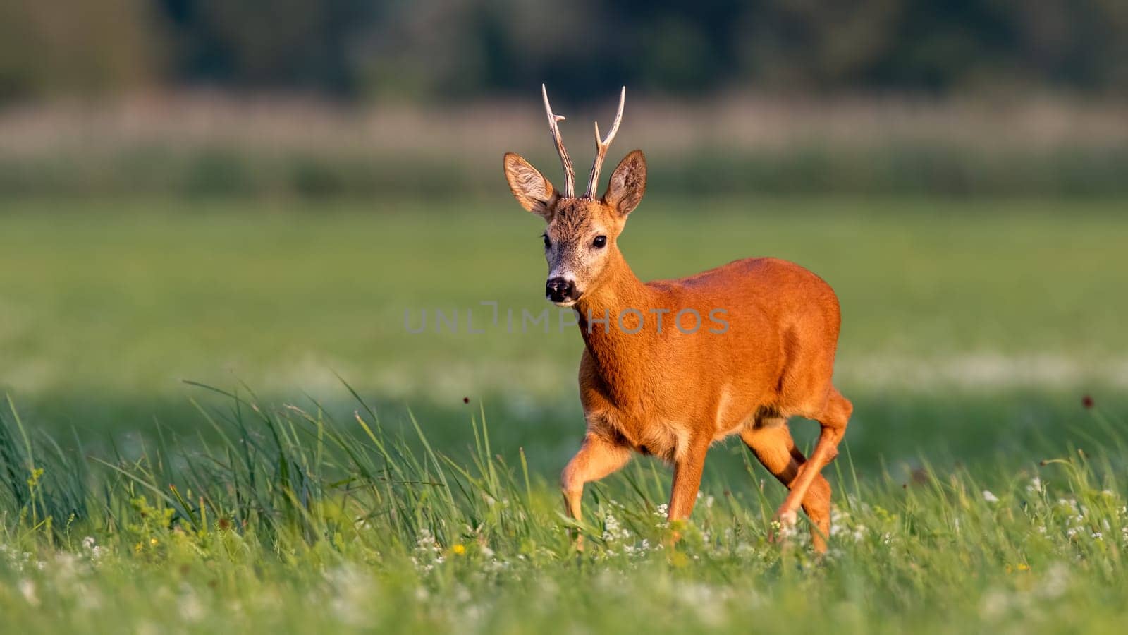 Roe deer, capreolus capreolus, buck walking on blooming meadow in summer at sunset. Wildlife scenery with vivid colors from nature. Roebuck in the wild with copy space.