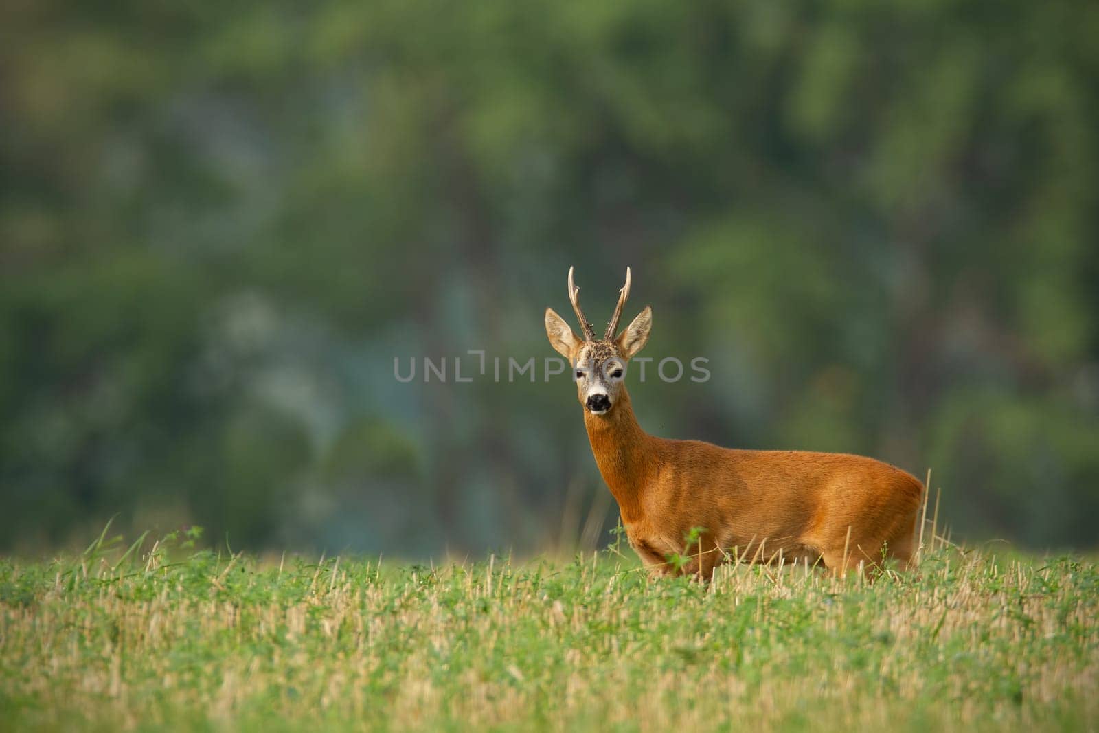 Roe deer, capreolus capreolus, with clear blurred background and copy space around. Roebuck stag in summer with big antlers with space for text. Wild deer in nature.