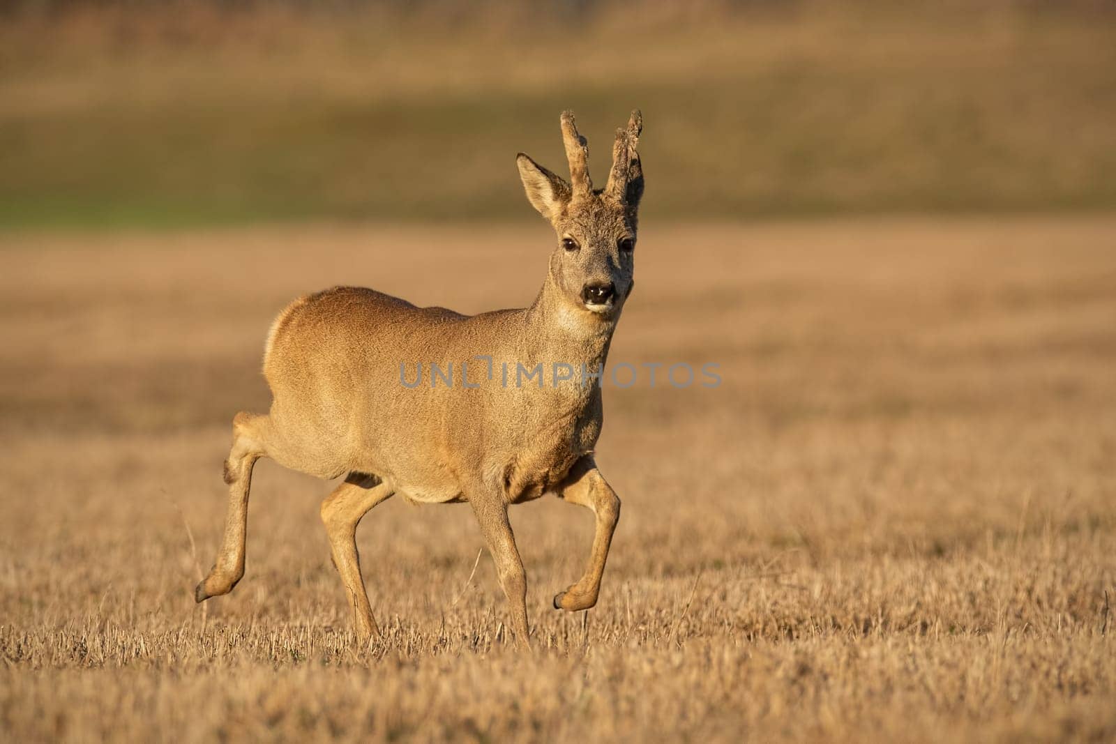 Roe deer, capreolus capreolus, buck in winter coating with antlers in velvet Wild animal at sunset with warm soft light.