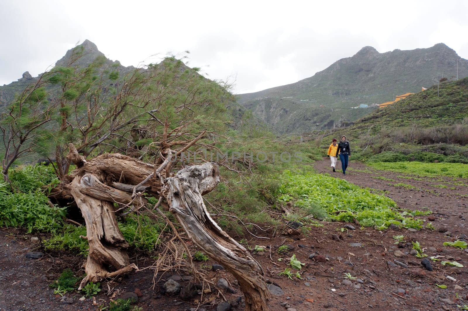 Coastal landscape at Punta del Hidalgo,San Cristobal de La Laguna,Tenerife,Spain
