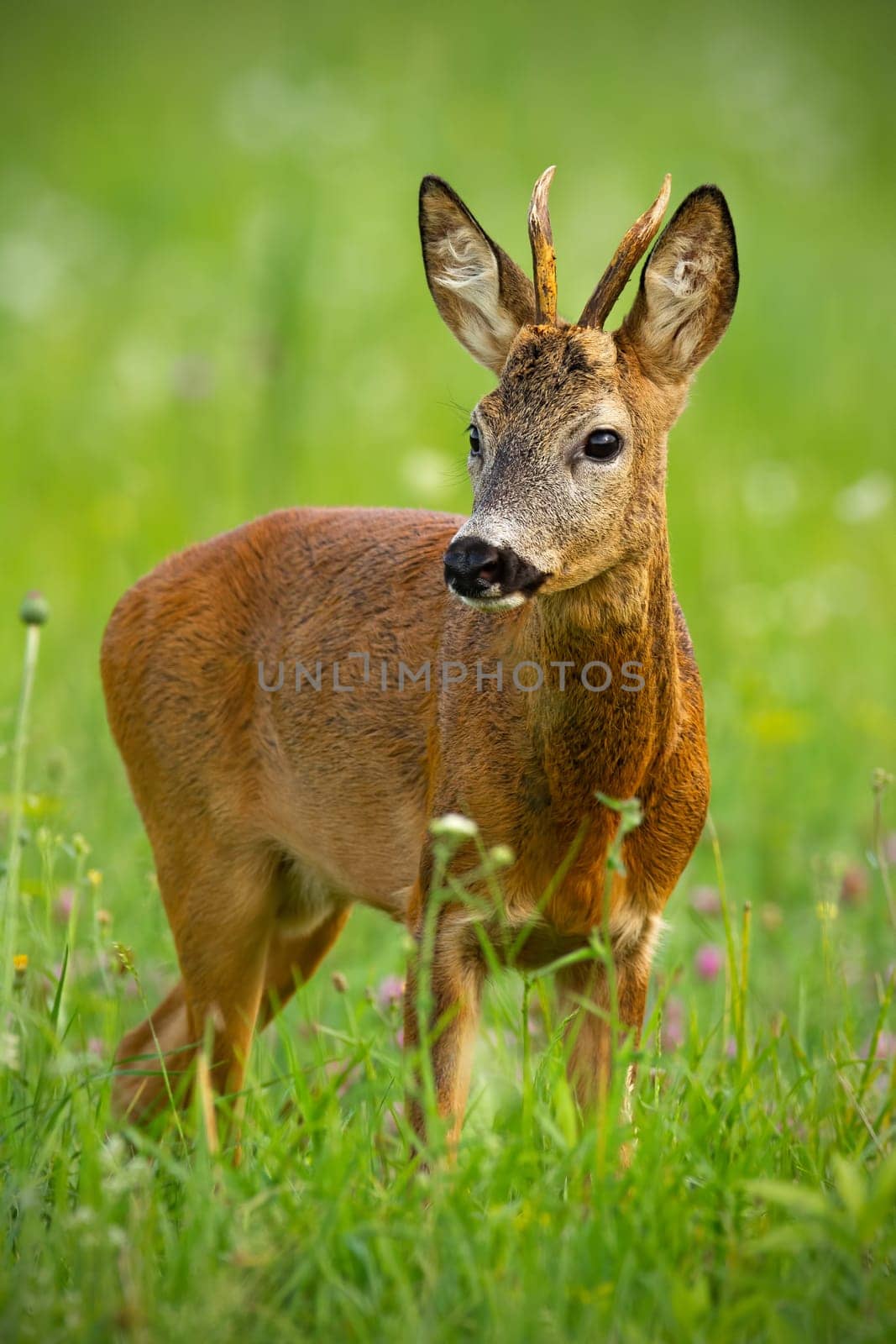Cute roe deer, capreolus capreolus, buck in summer. Wildlife scenery of deer with vivid green blurred background. Wild animal during a fresh summer. Vertically composed portrait of animal.