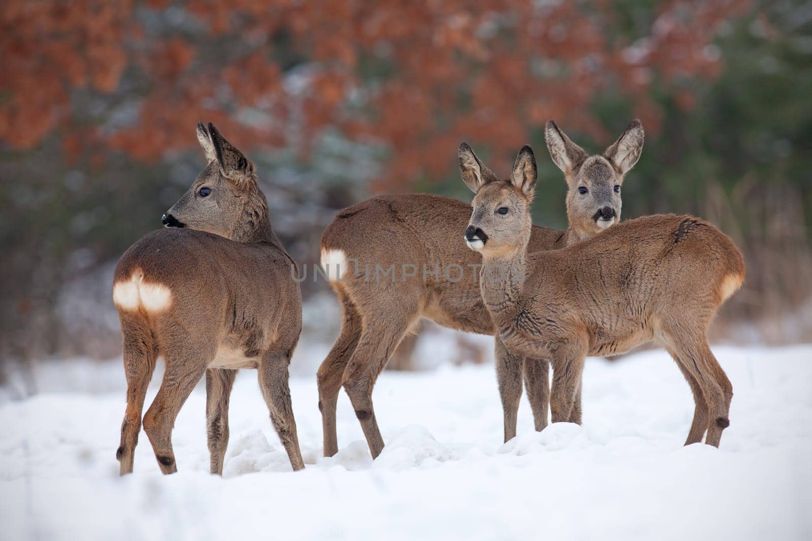 Roe deer, capreolus capreolus, herd in deep snow in winter. Group of wild animal in freezing environment. Cold wildlife scenery.