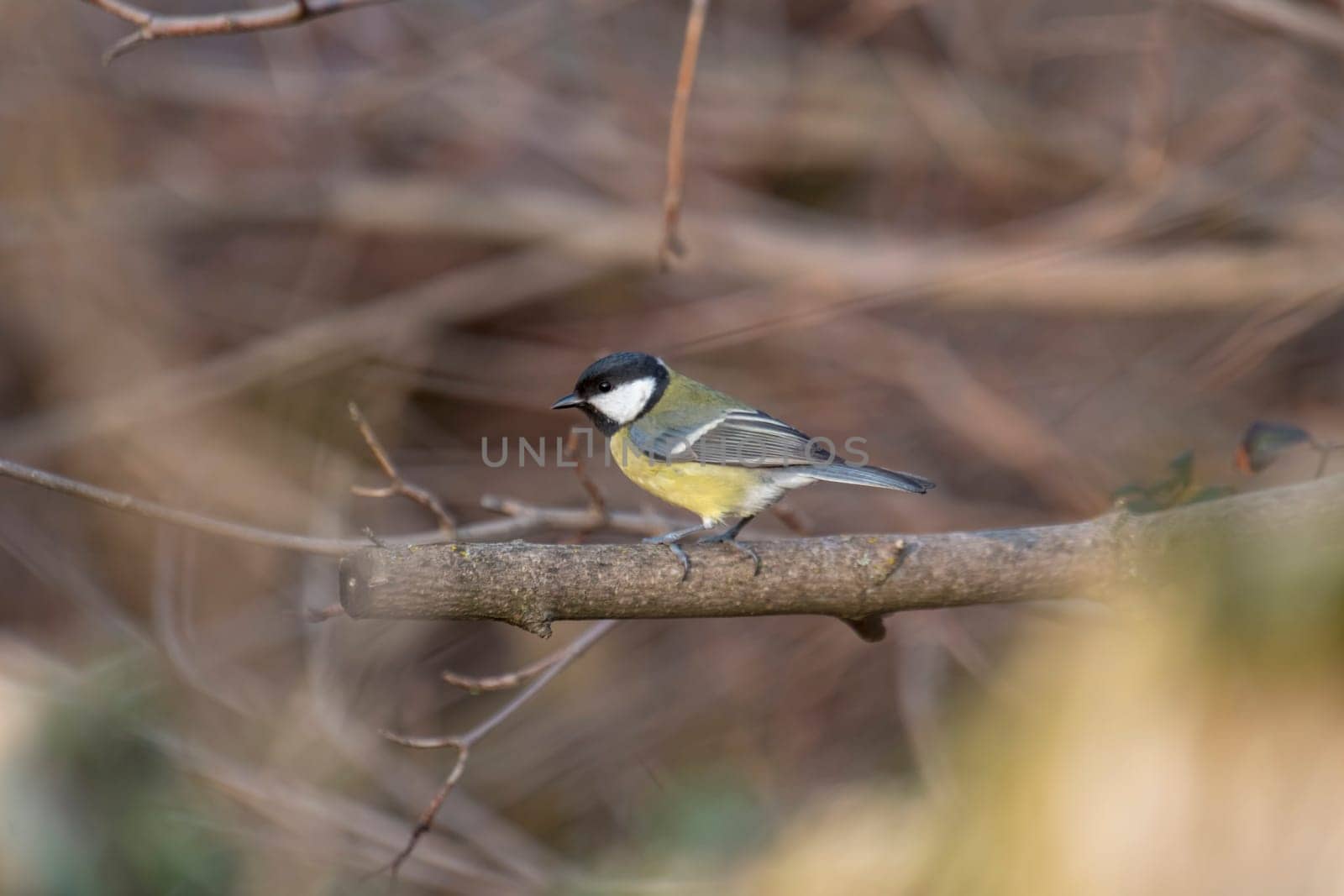 great tit sits in a dense wintry shrubbery in front of blurred background with copy space