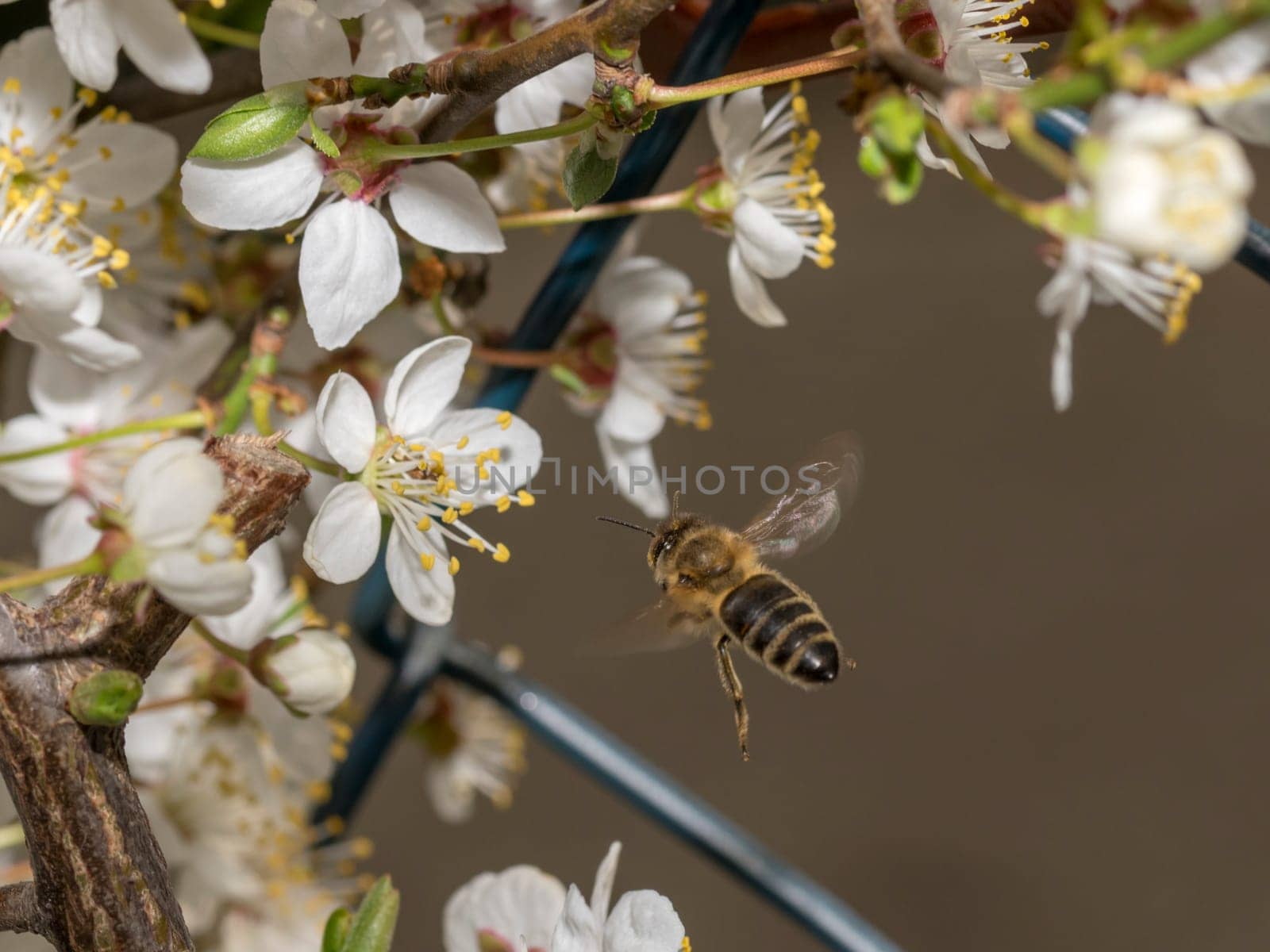 Honeybee in the spring is flying to a mirabelle blossom, against blurred background