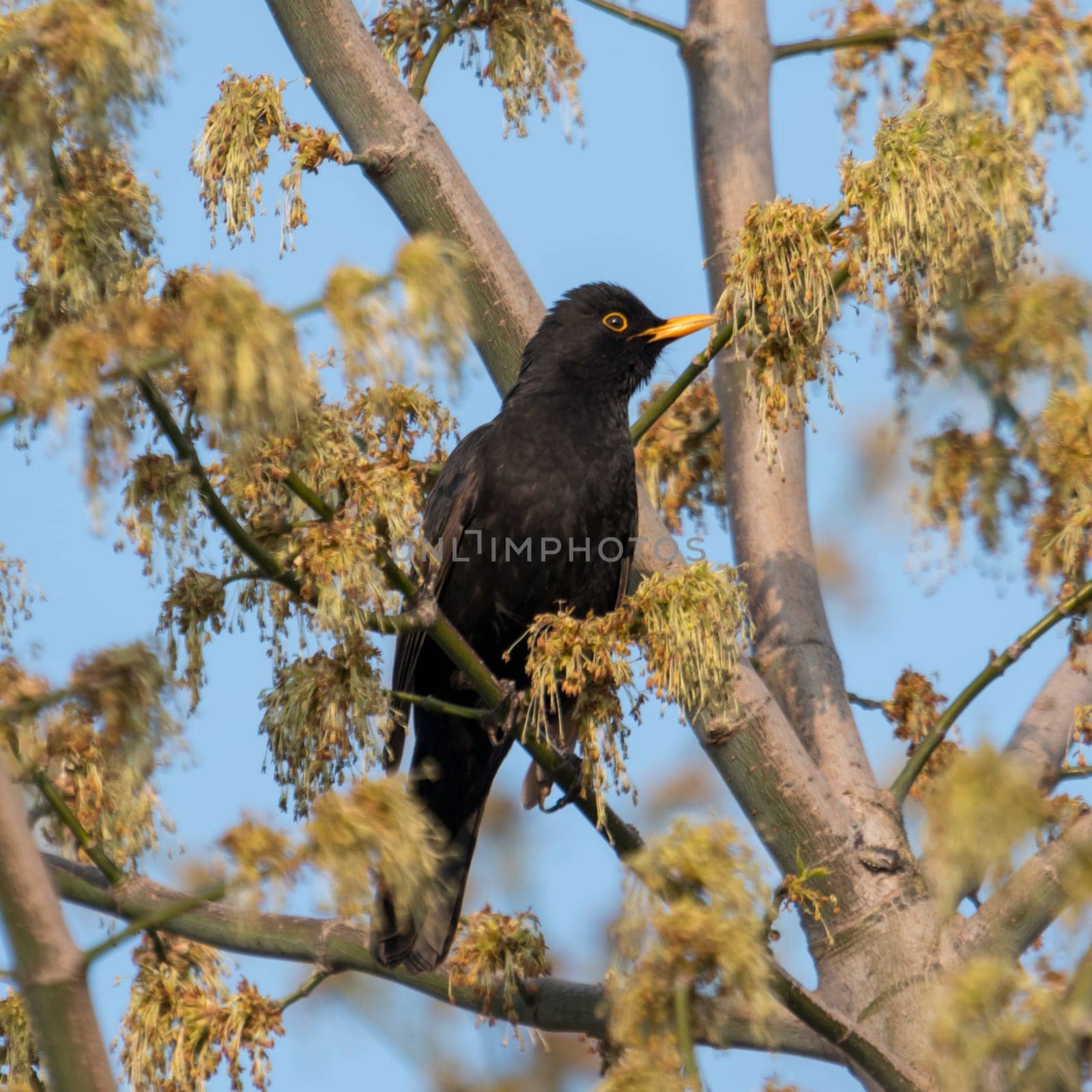 Blackbird male sits fluffed on a tree with young shoots in front of blue sky