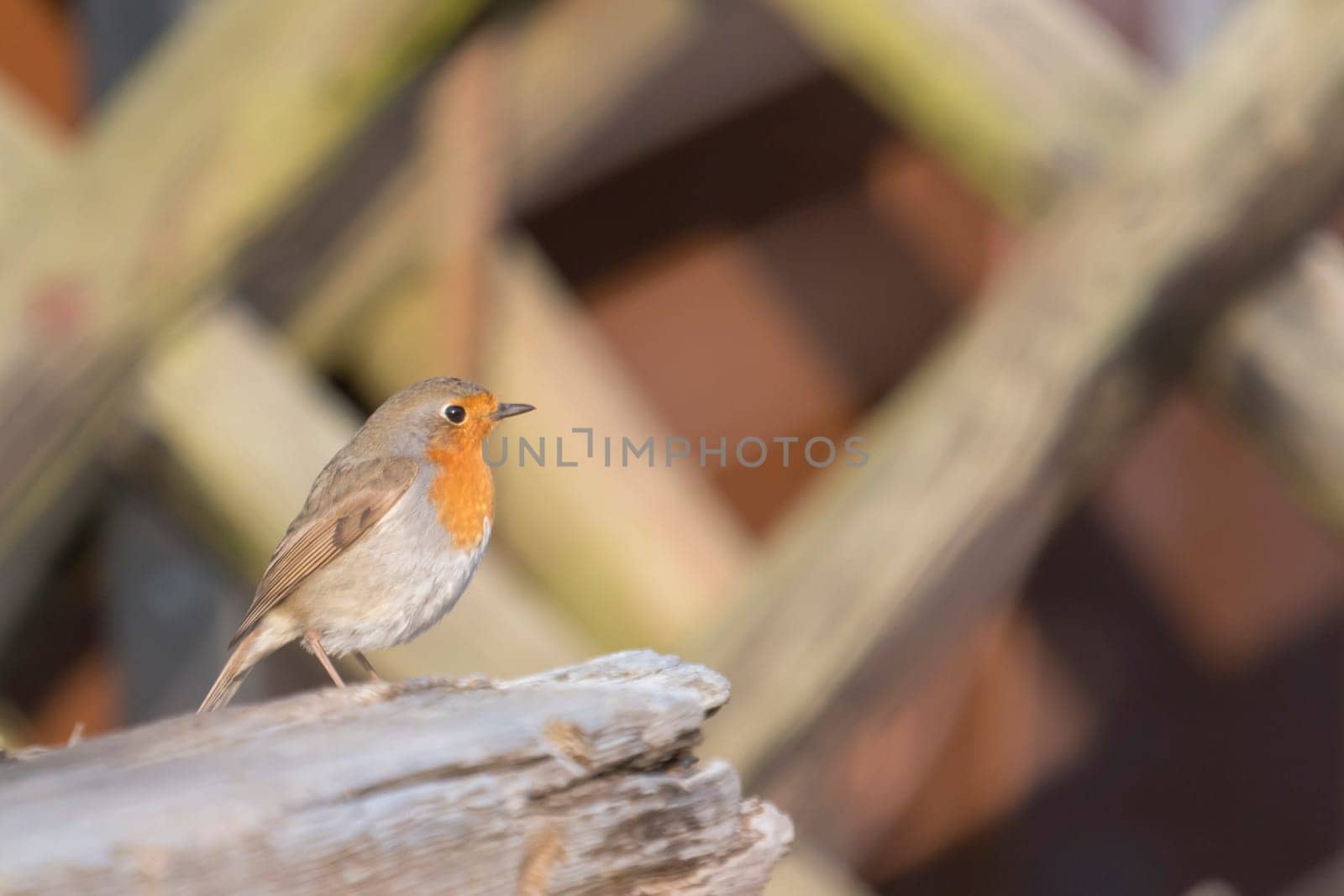 Robin sits on a branch in front of blurred brown background with copy space