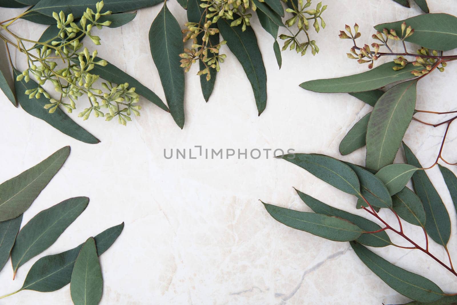Eucalyptus leaves on marble surface frame flat lay with copy space.