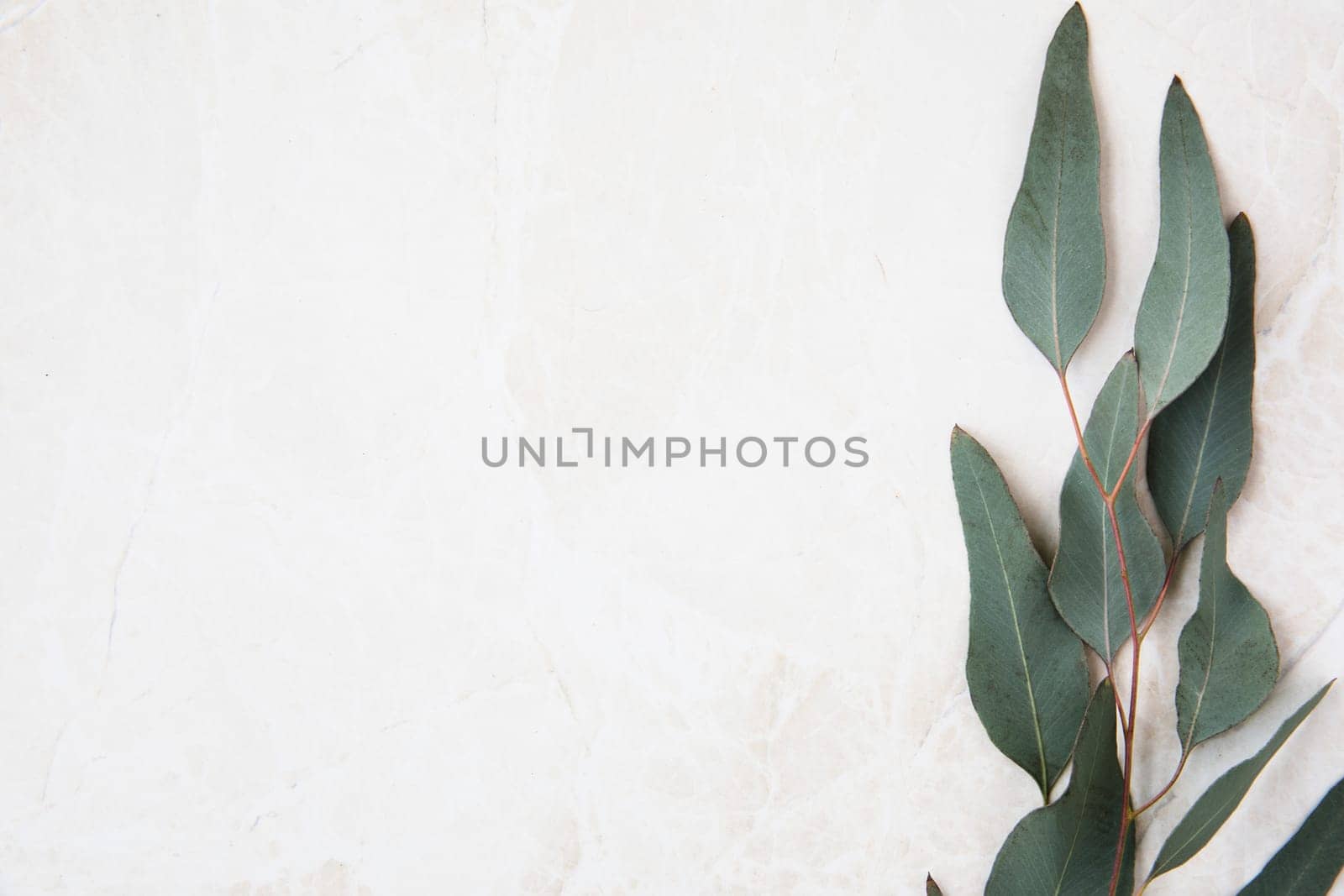 Eucalyptus leaves on marble surface frame flat lay with copy space.