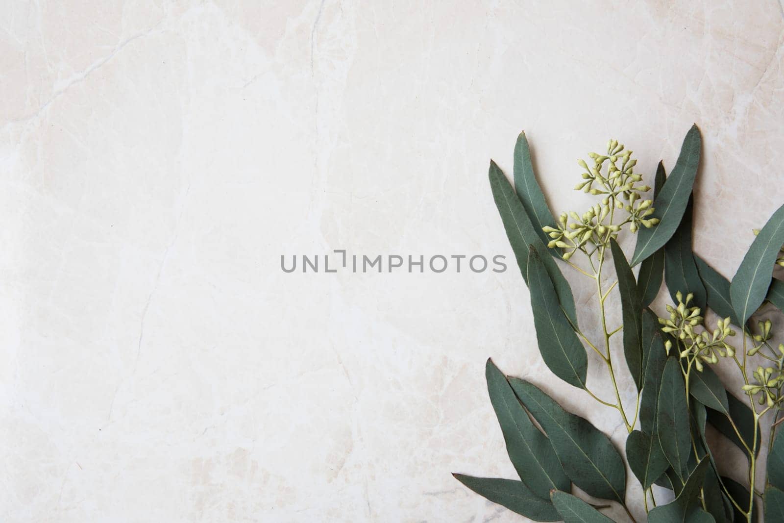 Eucalyptus leaves on marble surface frame flat lay with copy space.