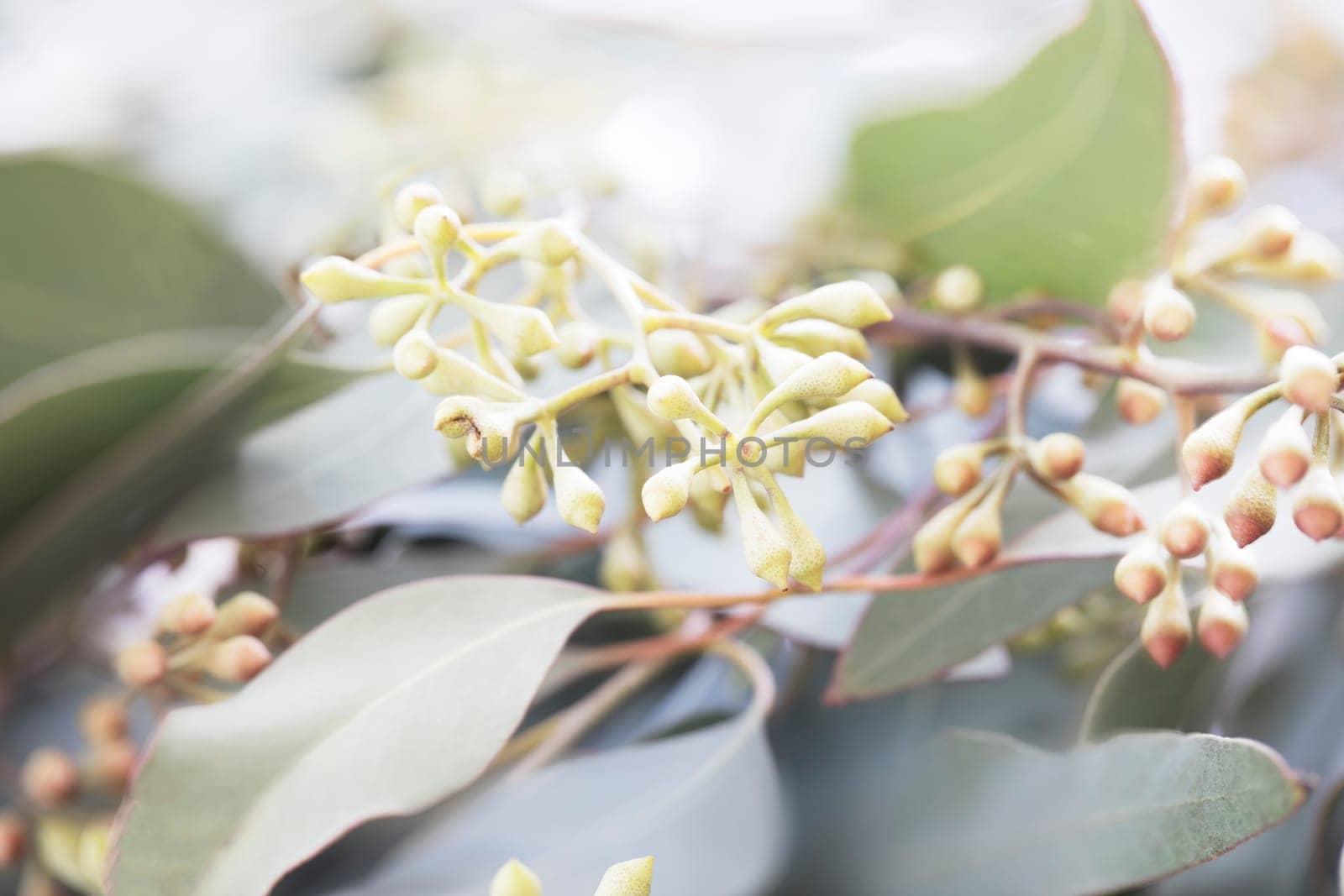Eucalyptus seeds and leaves close up