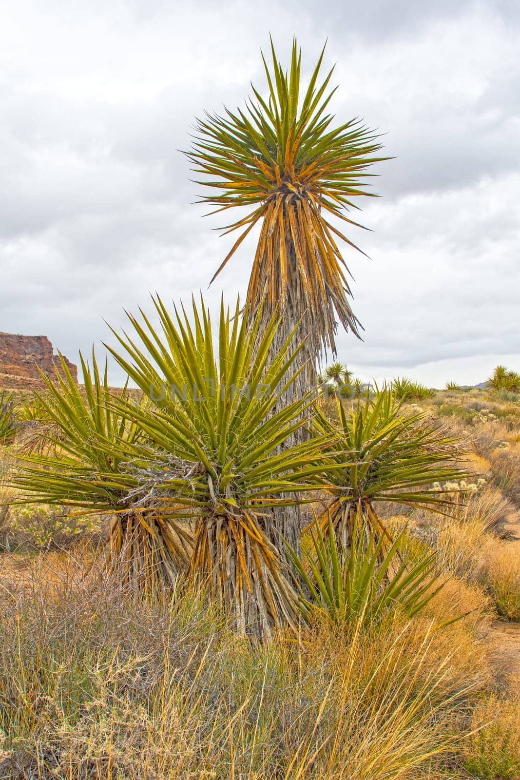 Mojave Yucca Growing in an Arid Plain in the Mojave National Preserve in California