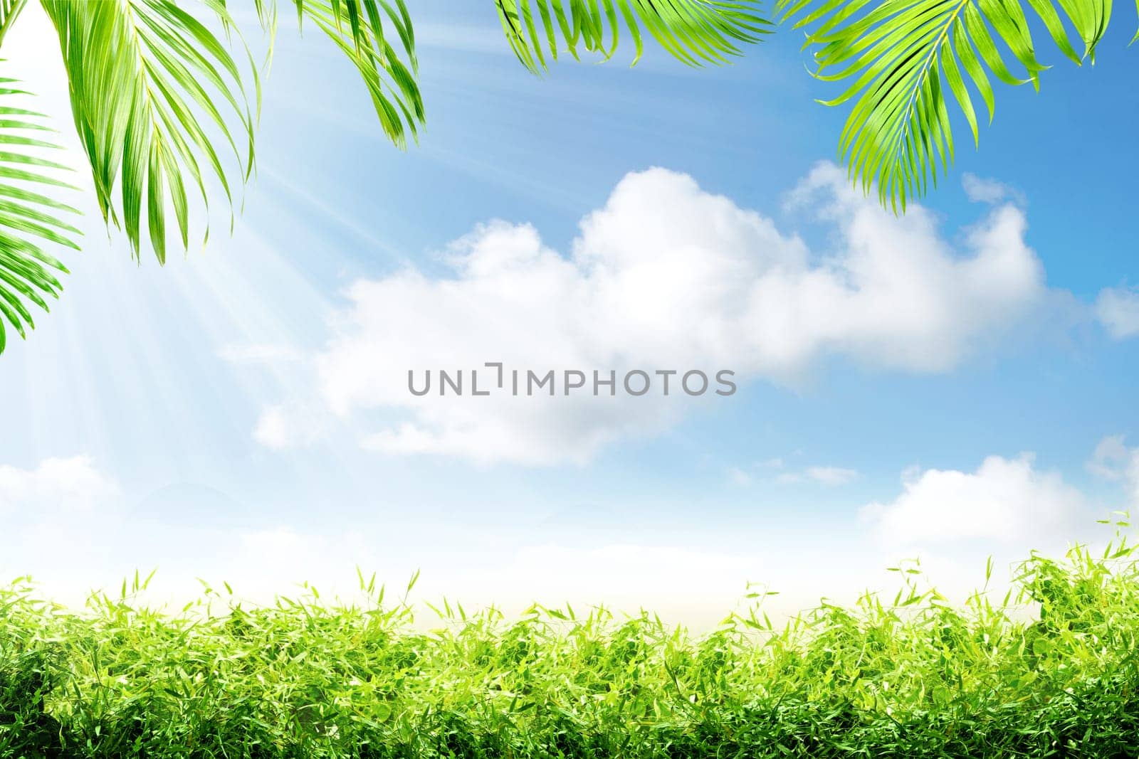 Green grass and palm branches with sunlight over blue sky background