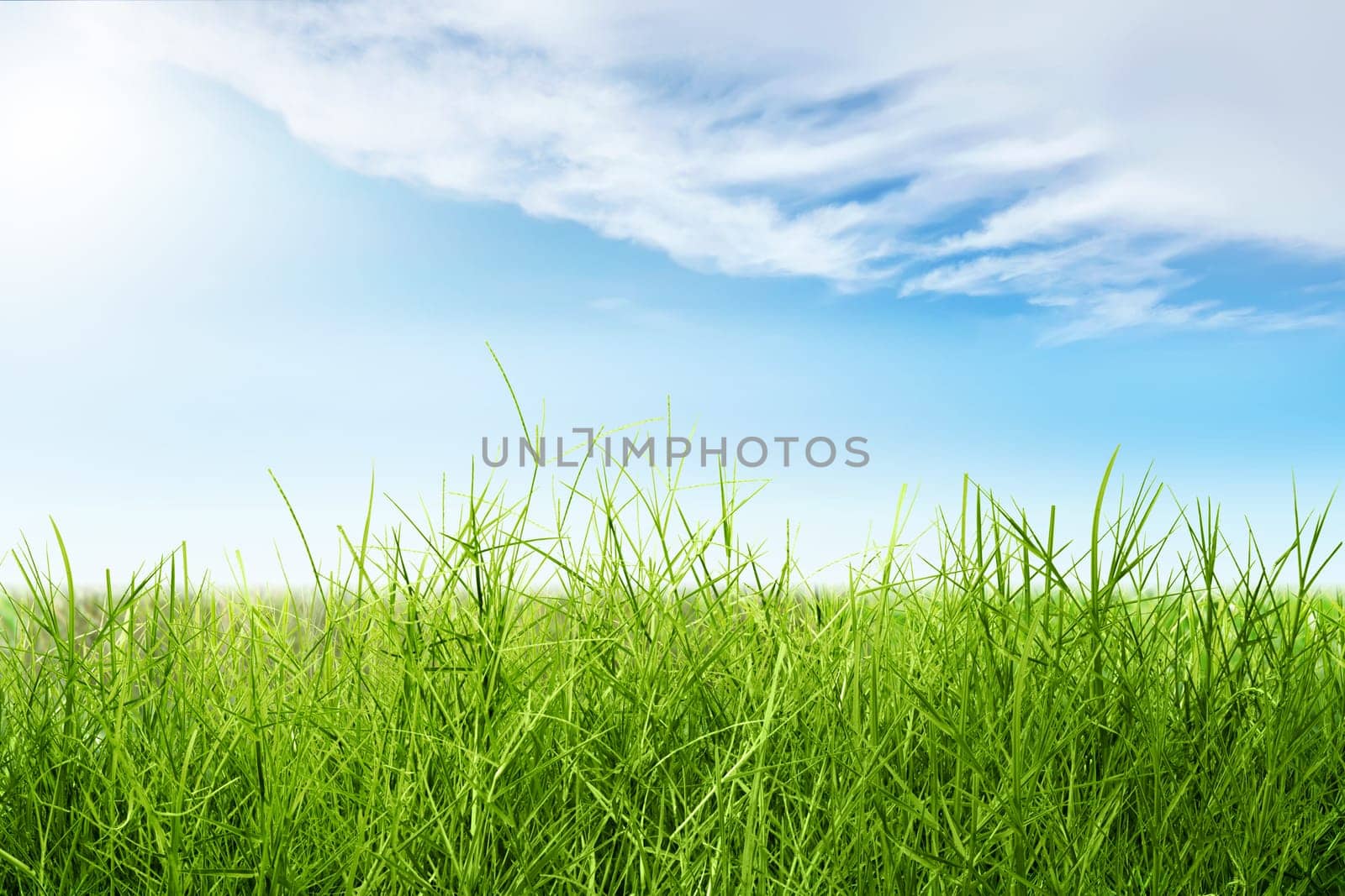 Green grass field with blue sky background