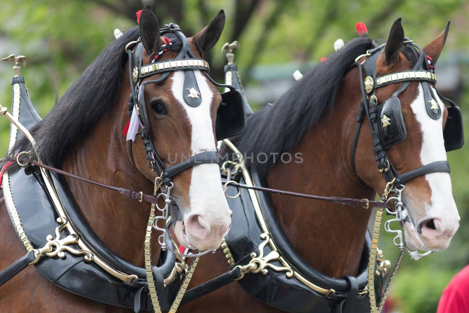 Louisville, Kentucky, USA - May 03, 2018: The Pegasus Parade, Horses pulling a wagon, driven by a man, with a dalmata dog riding on top of the wagon